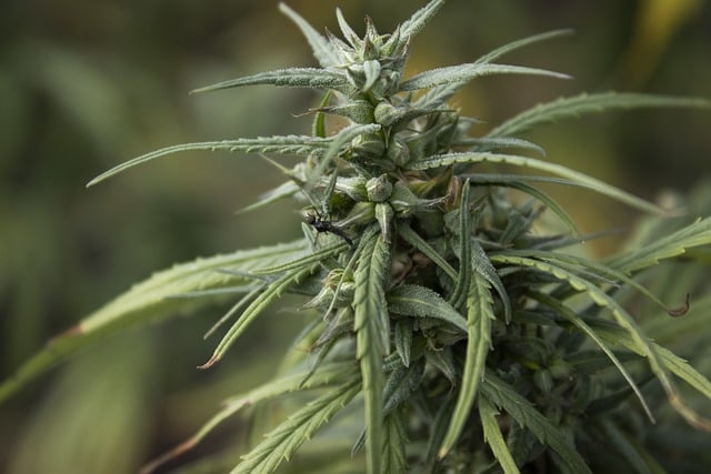 De helende kracht van cannabisolie: een diepgaande verkenning